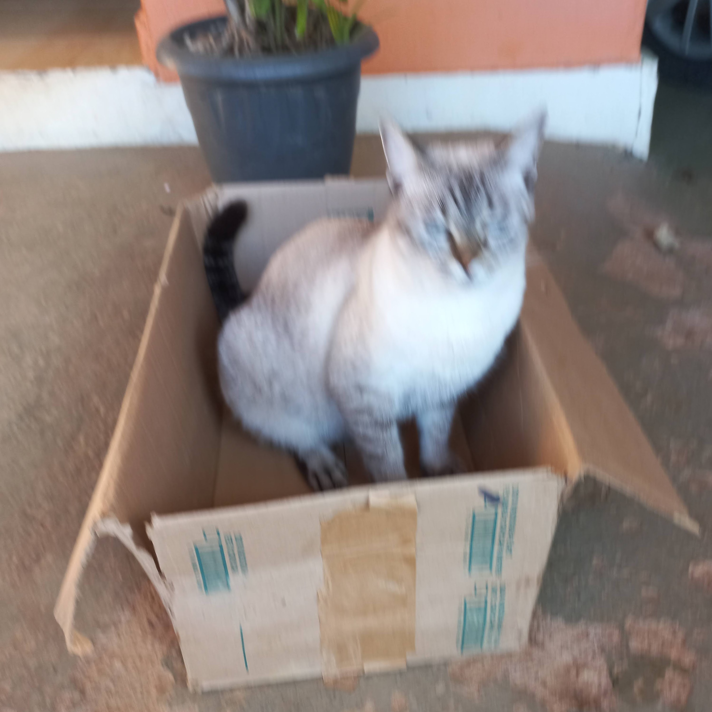 My siamese cat sitting on a box