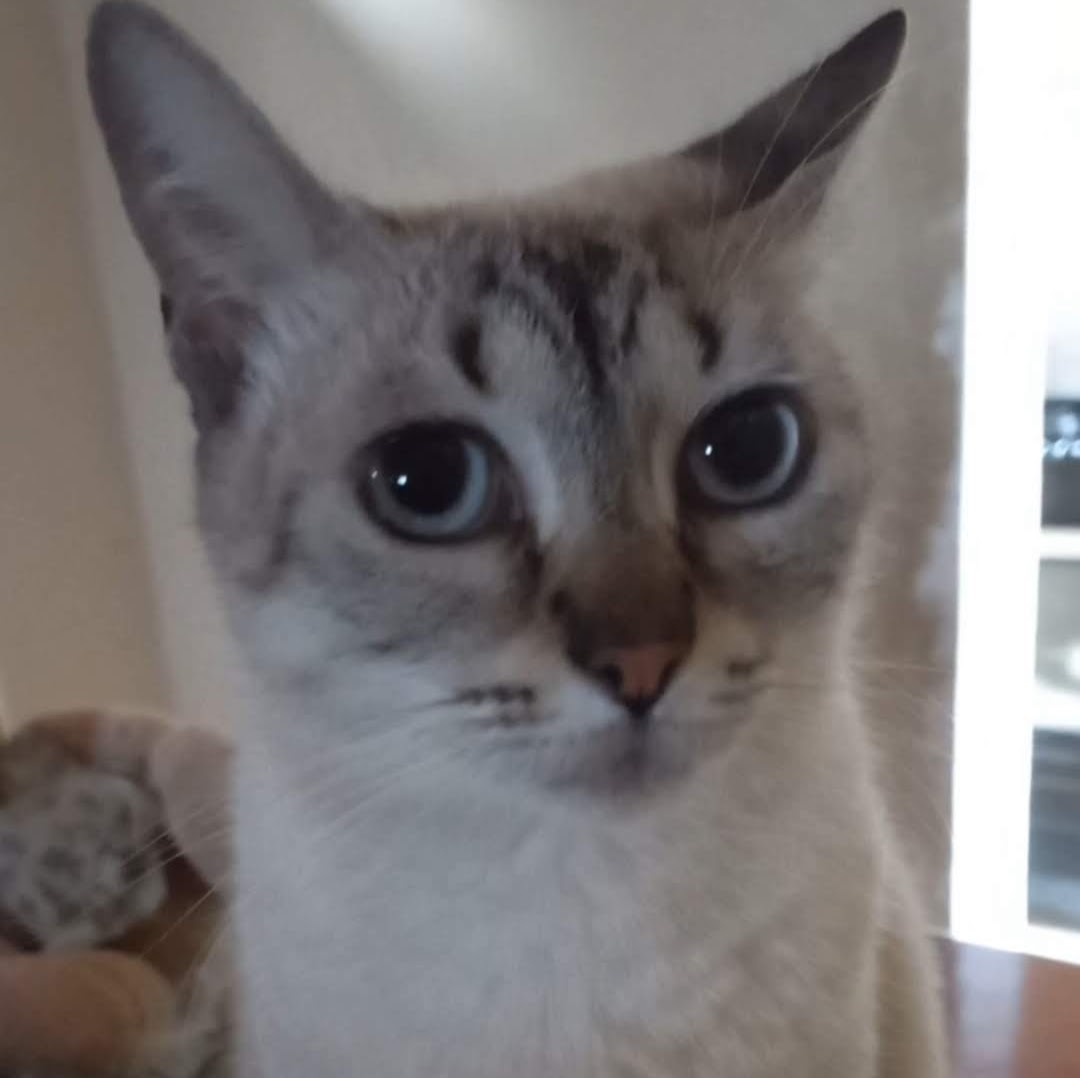 A photo of my cat with her big eyes looking into the camera